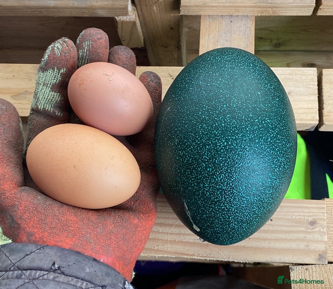 Emus poultry for sale: 3 year old female emu - Image 2