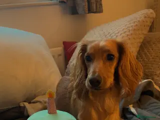 Cockapoo dogs 3 Gorgeous Male cockerpoo puppies - Advert 1