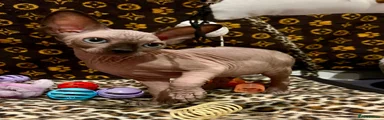 Sphynx 1