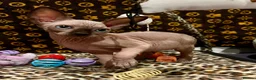 Sphynx cats for sale: 🐾 Beautiful Sphynx Kittens  ready to leave🐾 - Advert 4