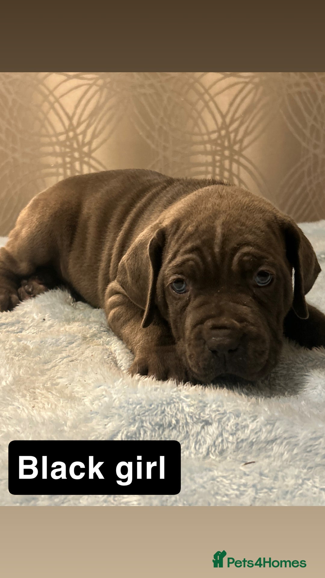 Cane Corso dogs for sale: 🐾 Stunning Cane Corso Puppies Available! 🐾 - Advert 13