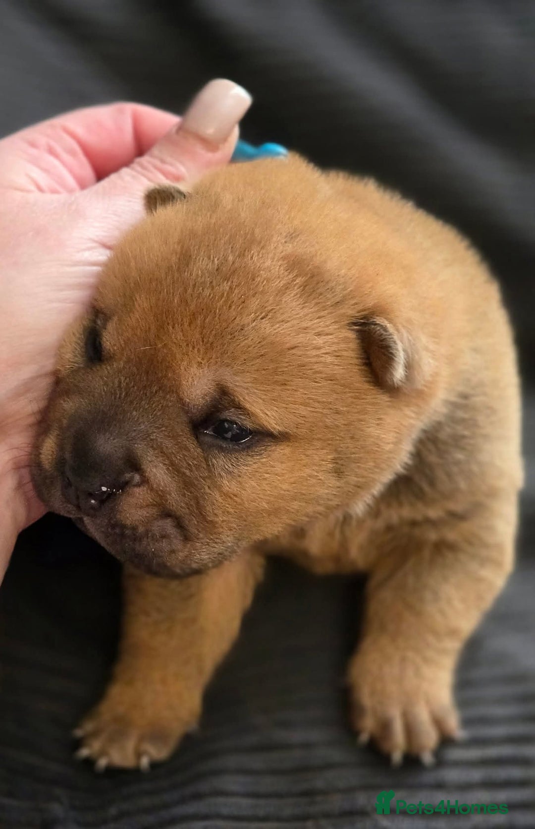 Mixed Breed dogs for sale: Chow Pei puppies - Advert 26
