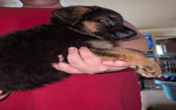 German Shepherd dogs for sale: German Shepard Puppies for Sale  - Image 17