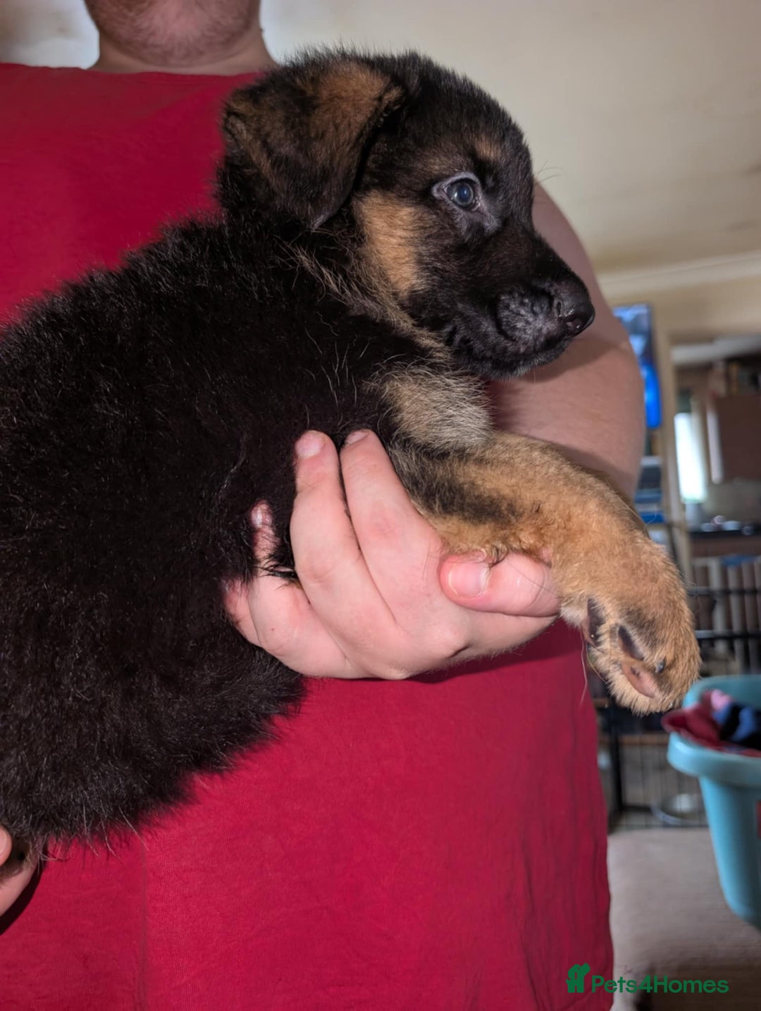 German Shepherd dogs for sale: German Shepard Puppies for Sale  - Image 17
