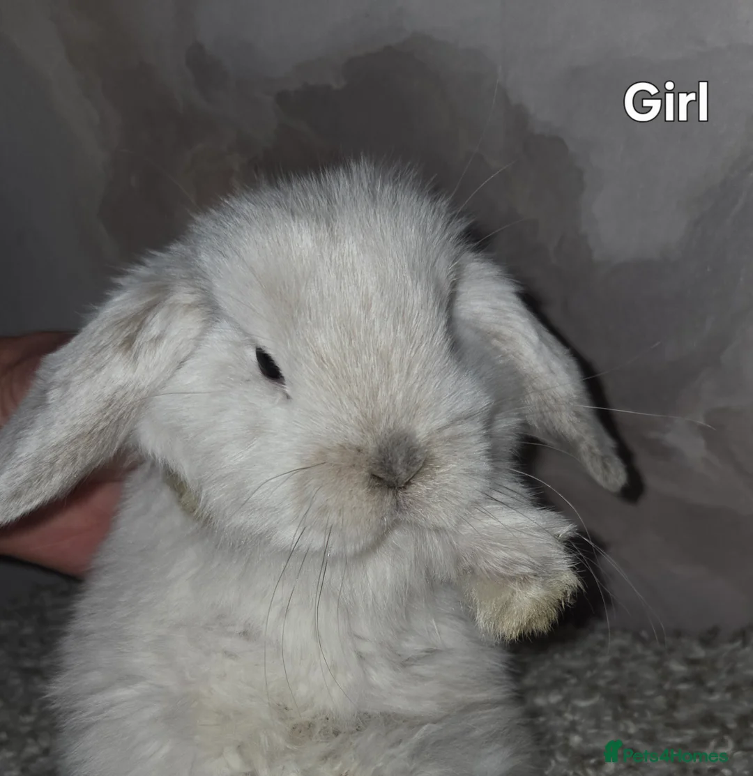 Mini Lop rabbits for sale: PURE MINI LOP BUNNIES ( All COLOURS) - Advert 29