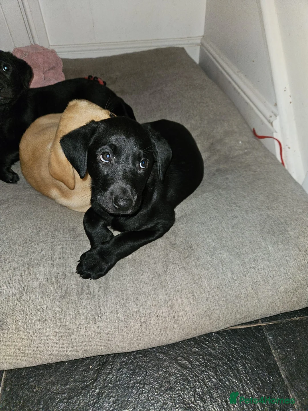 Labrador Retriever dogs for stud: PROVEN LABRADOR FOR STUD PROVEN  in Wolverhampton - Advert 6