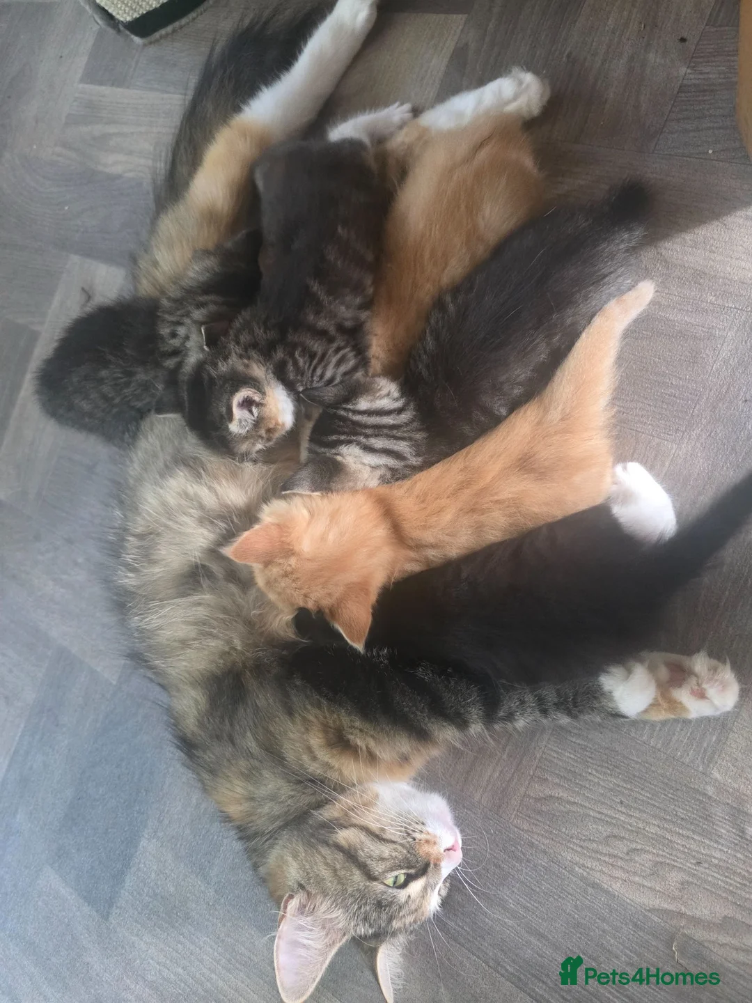 Mixed Breed cats for sale: Fluffy kittens  - Advert 6