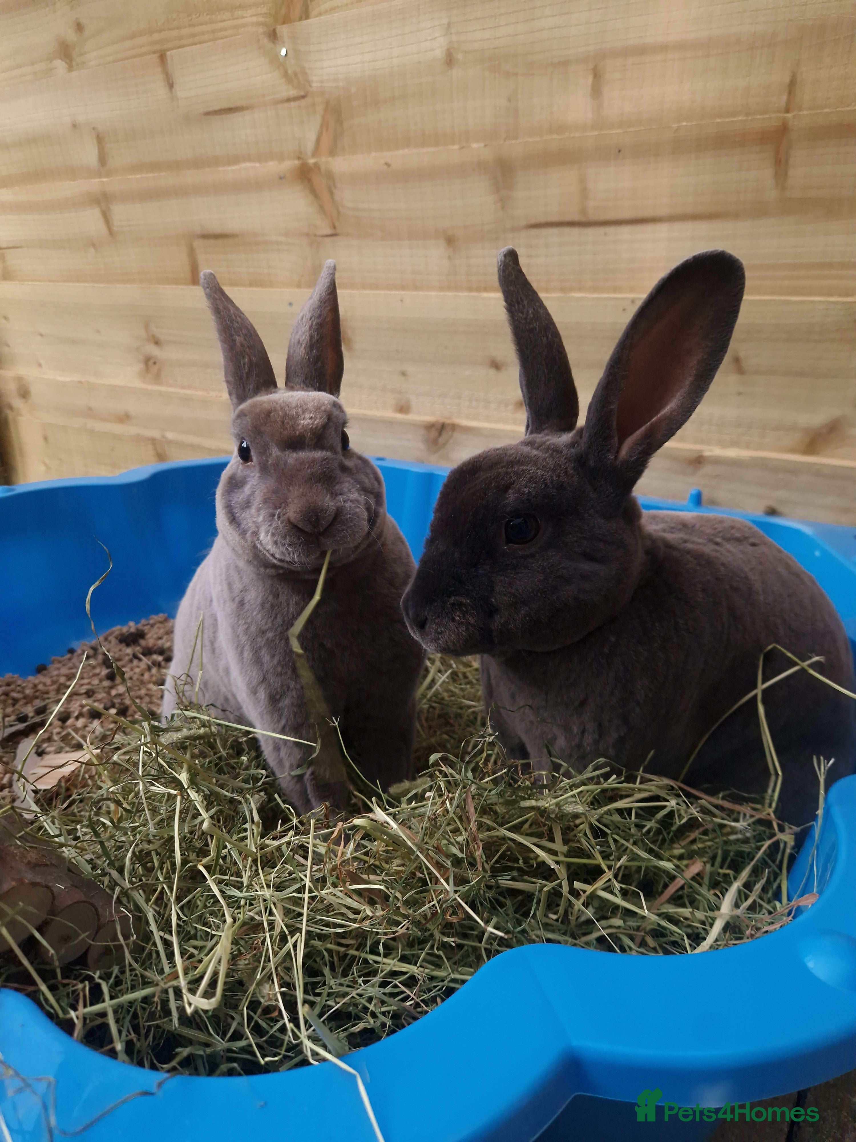 Rex rabbits Mini Rex Pair - Advert 7