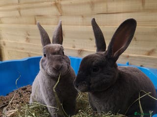 Rex rabbits Mini Rex Pair - Advert 18