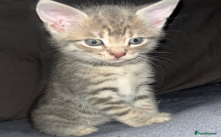 Egyptian Mau cats - Advert 1