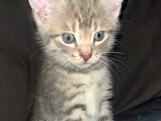 Egyptian Mau cats - Advert 6