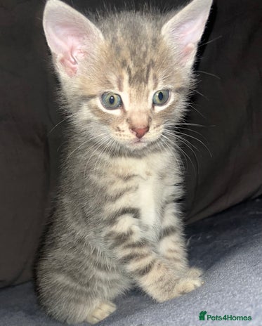Egyptian Mau cats - Advert 2
