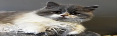 British Longhair Lilac Bi-Colour AVAILABLE