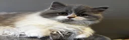 British Longhair cats for sale: **Only 2 Remaining! GCCF British LH/SH Kittens ** - Advert 34