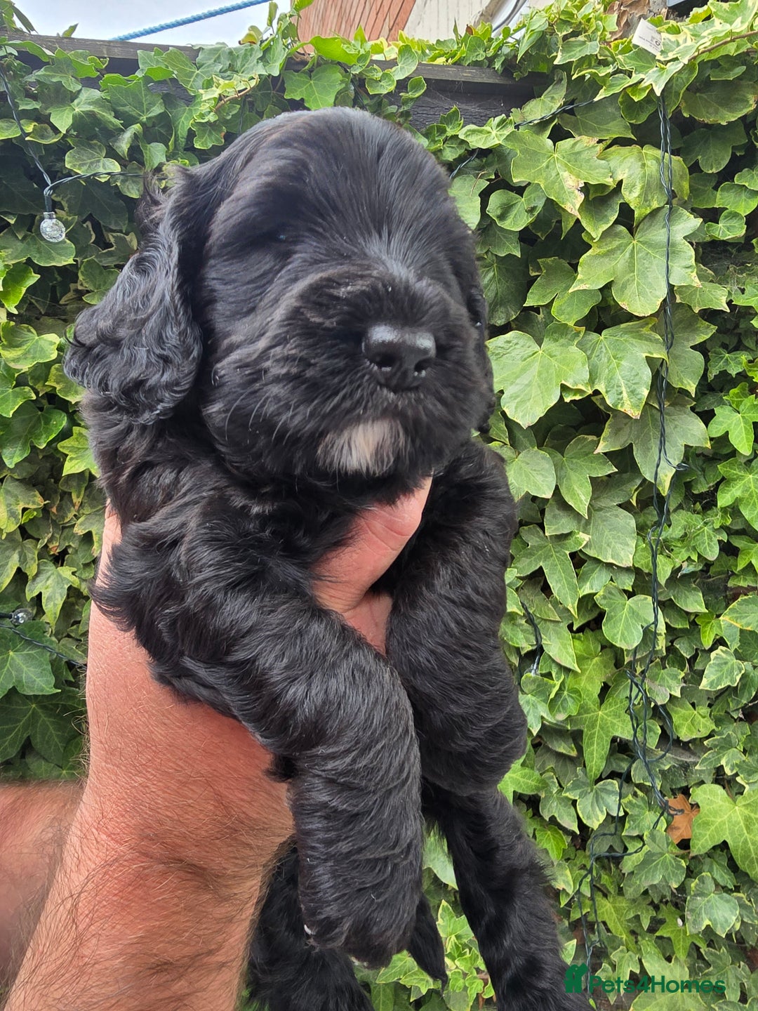 Cockapoo dogs for sale: Cockapoo Puppies For Sale - Image 5