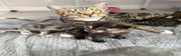British Shorthair cats for sale: PLEASE READ ADVERT LAST TWO FEMALE KITTEN’S LEFT  - Advert 8