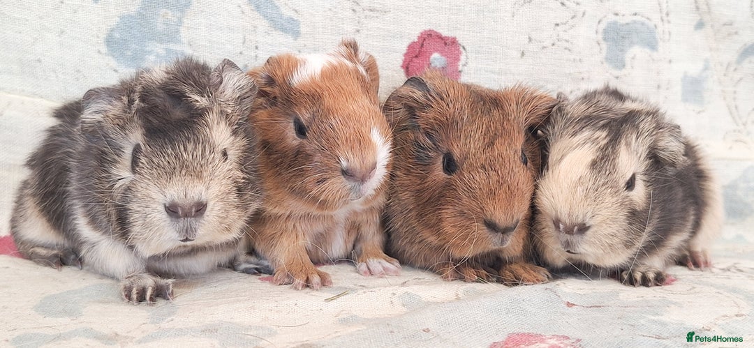 Guinea Pig rodents for sale: MEADOW SIDE CAVIES HEREFORDSHIRE  - Advert 15