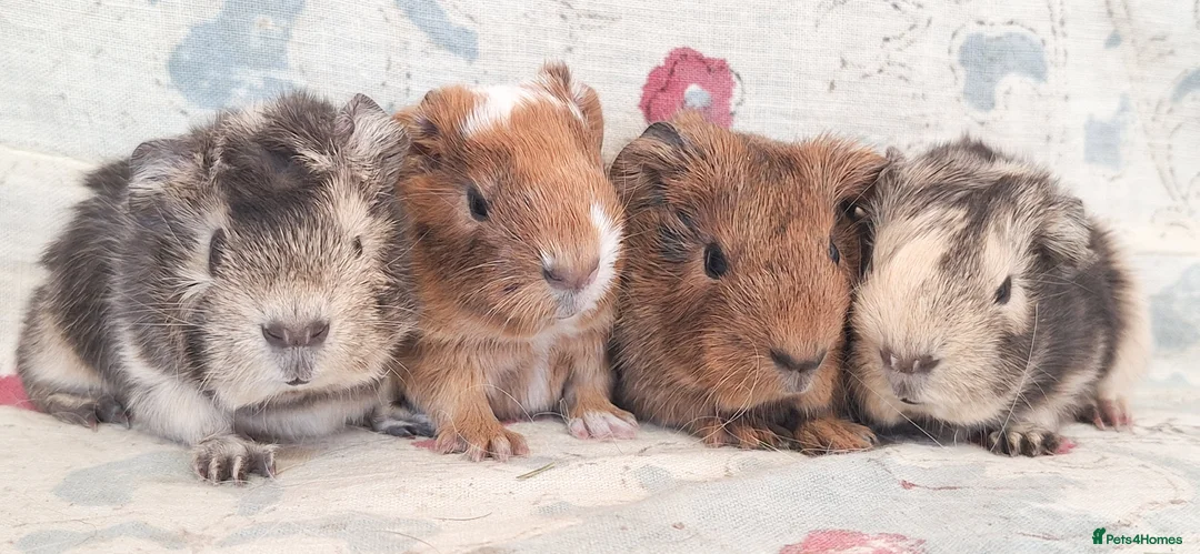 Guinea Pig rodents for sale: MEADOW SIDE CAVIES HEREFORDSHIRE  - Advert 15