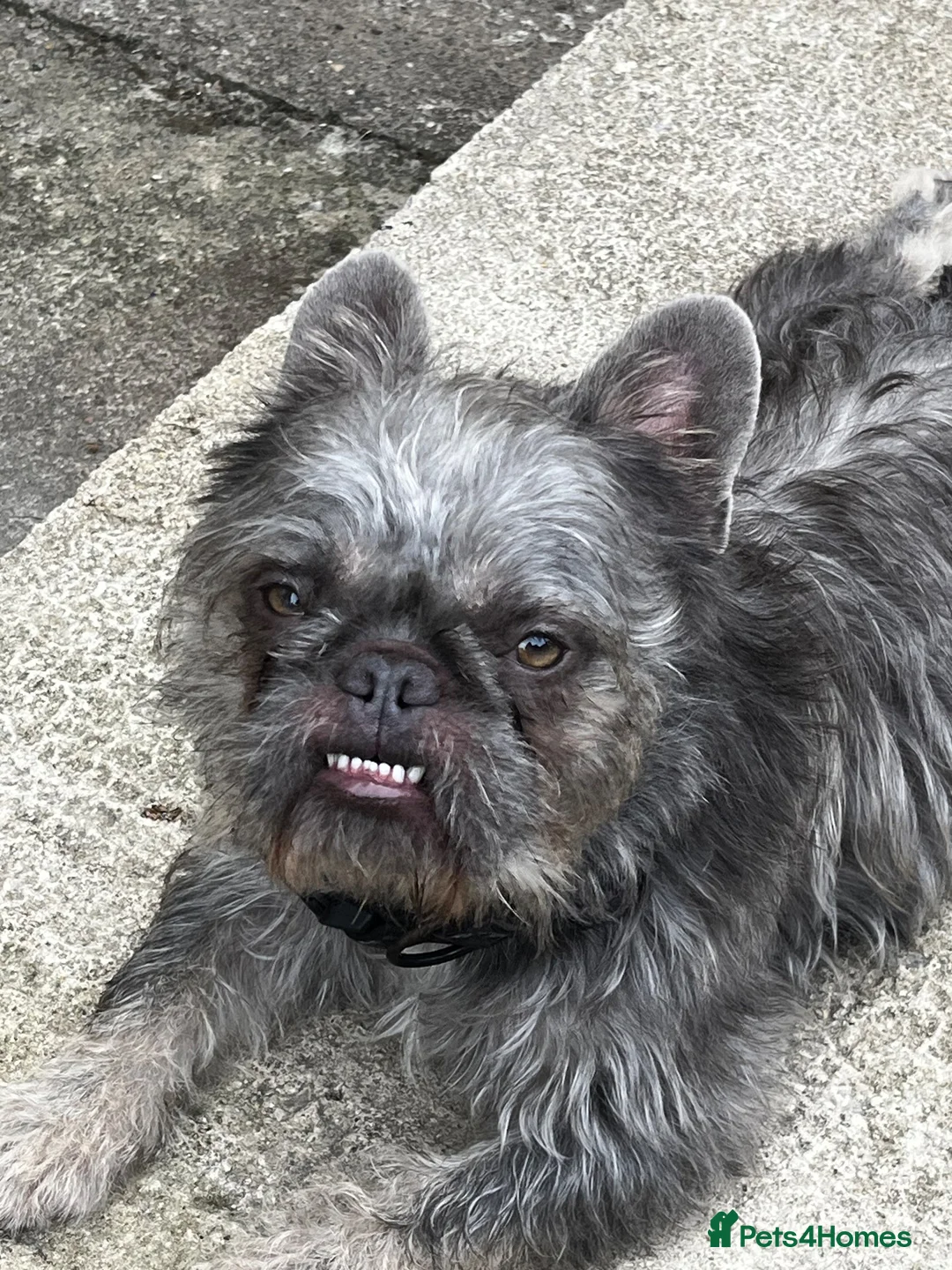 French Bulldog dogs for stud: Fluffy Frenchie For STUD  - Advert 2