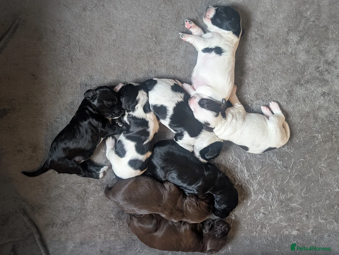 Cockapoo dogs for sale: Reserved - Beautiful Chocolate Cockapoo Pup - Advert 11