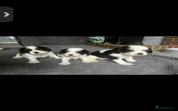 Cavalier King Charles Spaniel dogs for sale: 3 beautiful tri girls available  - Image 9