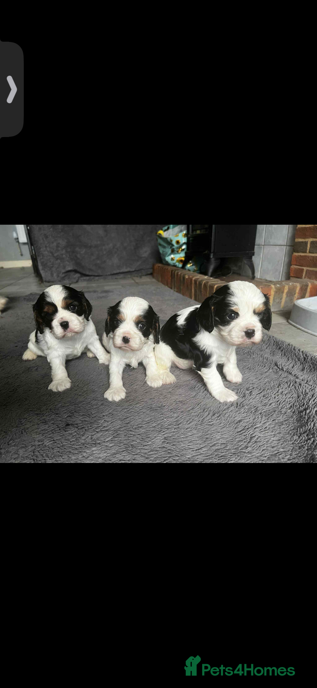 Cavalier King Charles Spaniel dogs for sale: 3 beautiful tri girls available  - Image 9