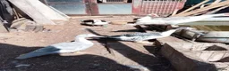 Ducks poultry for sale: Purebred Muscovy females - Advert 2