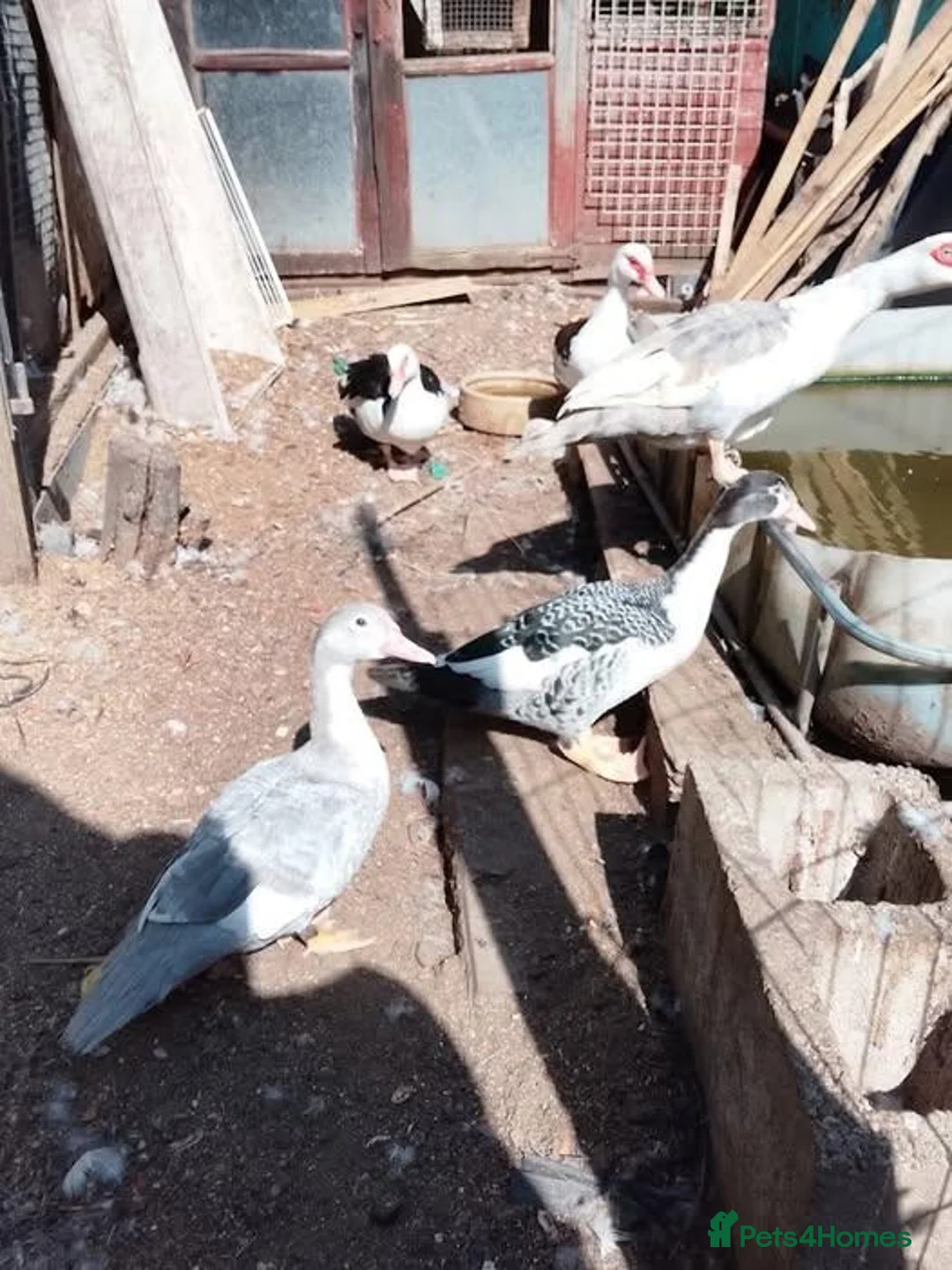 Ducks poultry for sale: Purebred Muscovy females - Advert 2