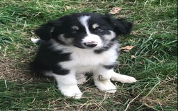 Border Collie dogs for sale: Border Collies Farmbred  - Image 11