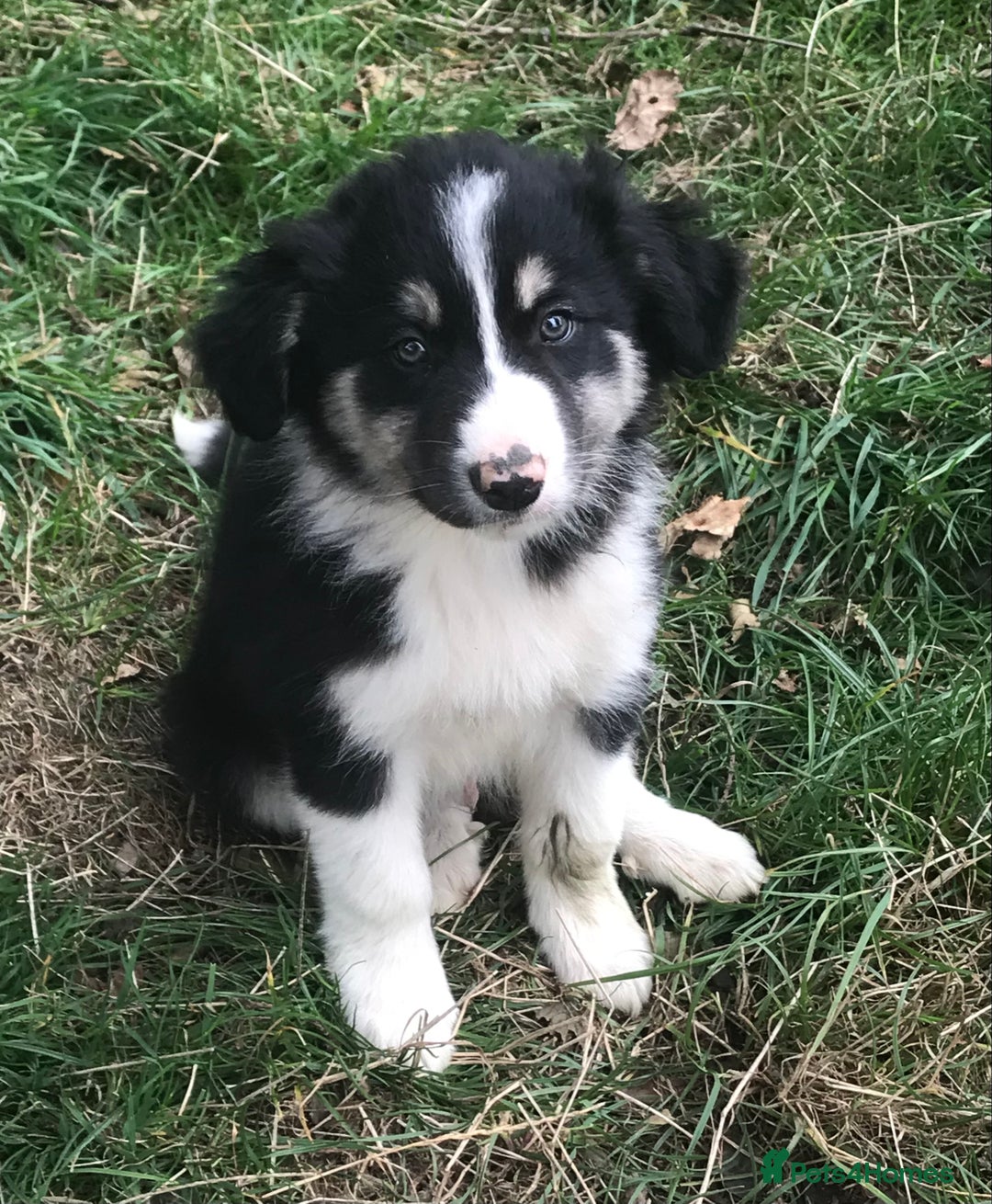 Border Collie dogs for sale: Border Collies Farmbred  - Image 11