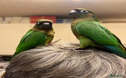 Conures birds for sale: 3 hand reared maroon bellied conures  - Image 2