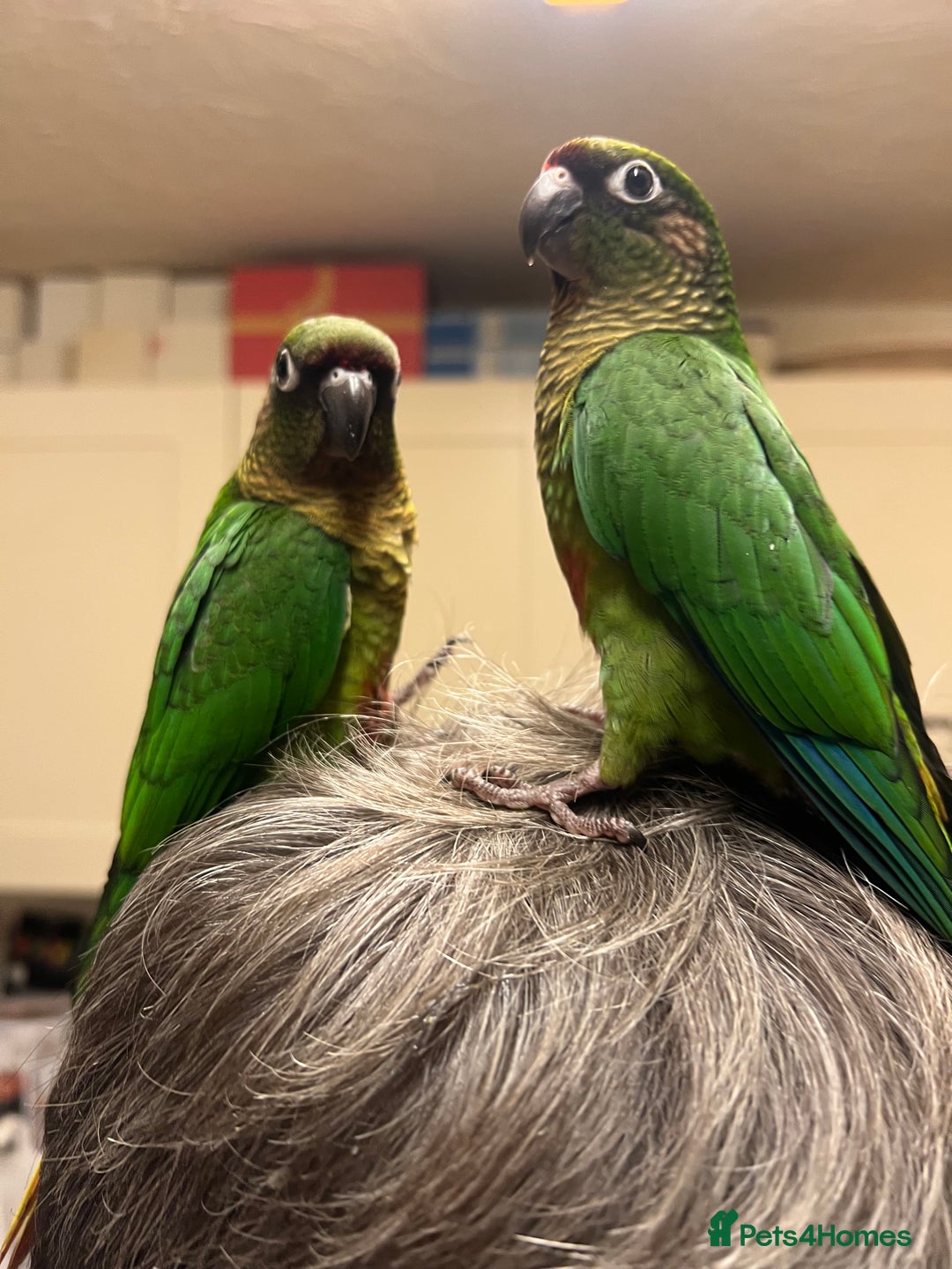 Conures birds for sale: 3 hand reared maroon bellied conures  - Image 2