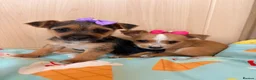 Mixed Breed dogs for sale: Jack Russell Cross Chorkie Puppies – Ready Now - Advert 30