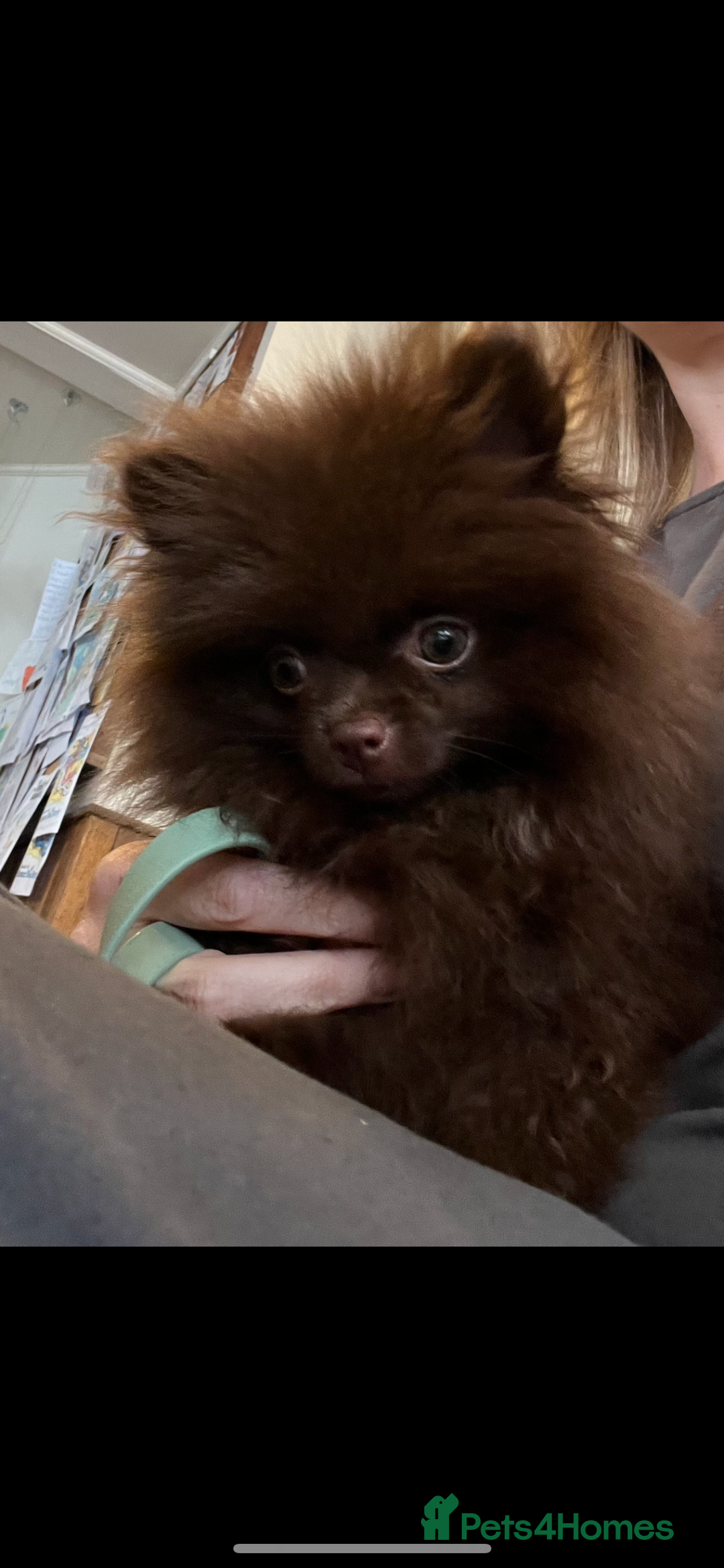 Pomeranian dogs for sale: Beautiful teddy bear chocolate boy  - Image 6