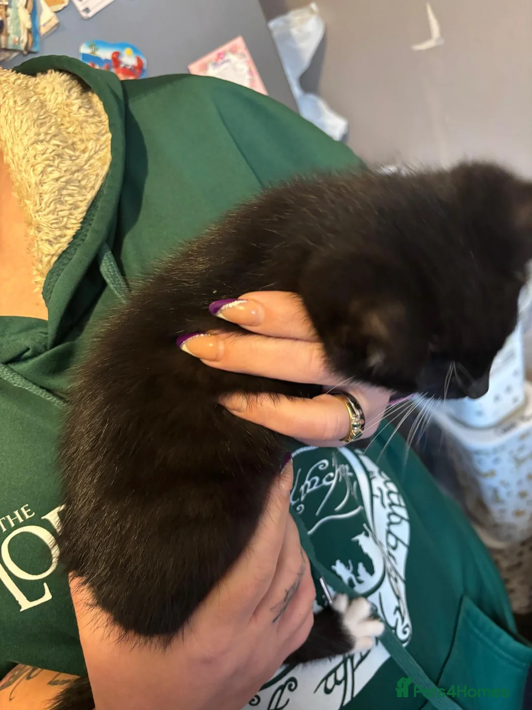 Domestic Shorthair cats for sale: One male, one female  - Advert 10