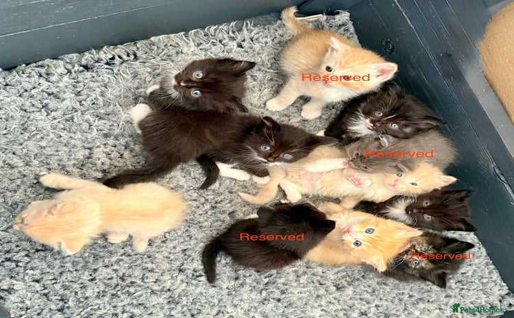 Maine Coon cats - Advert 7