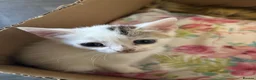 Domestic Shorthair cats for sale: 4 beautiful domestic shorthair kittens for sale  in Bradford - Advert 6