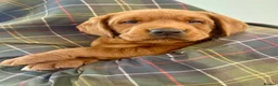 Labrador Retriever dogs for sale: Darkest mahogany fox red labrador puppies for sale - Advert 2