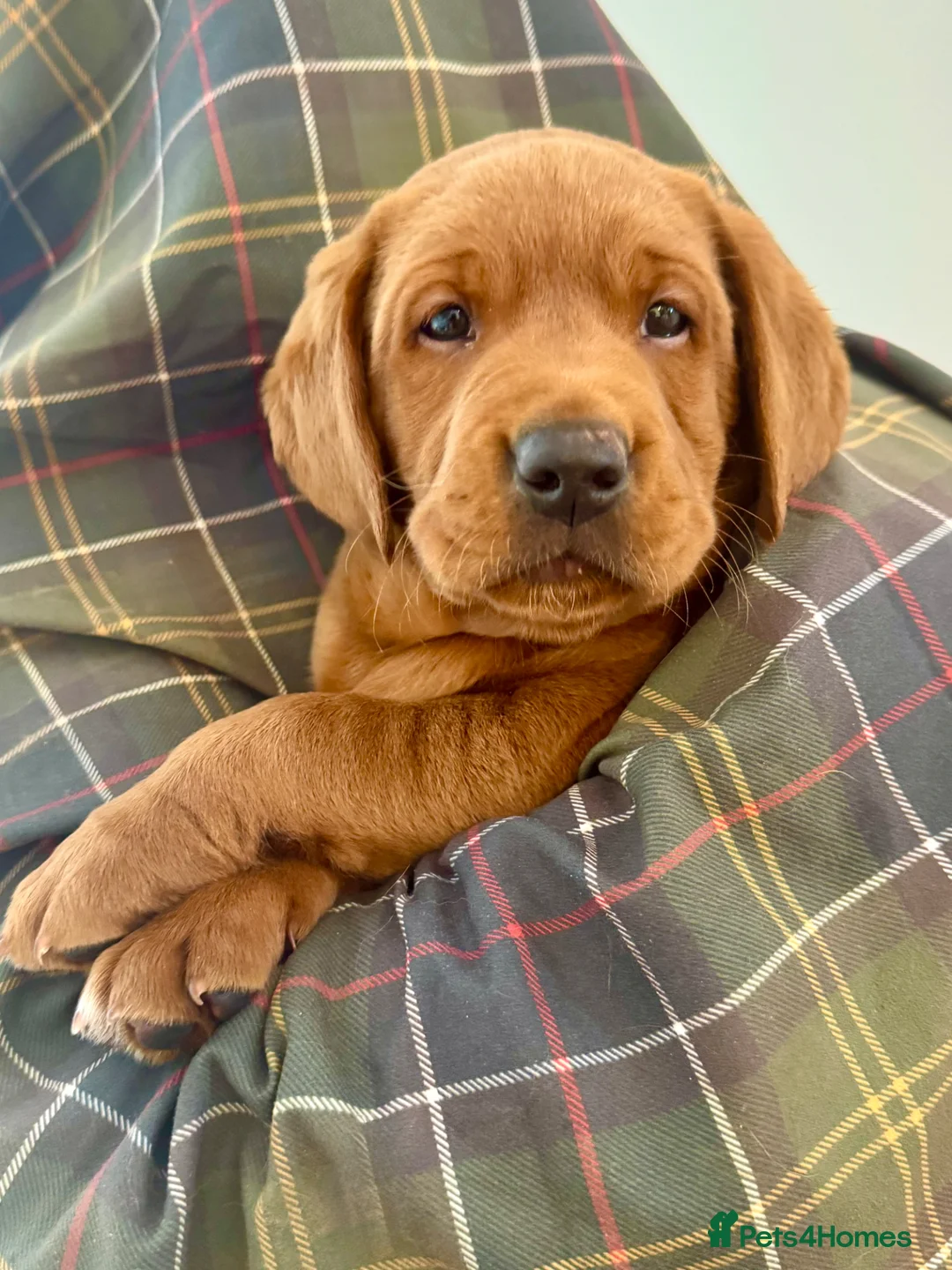 Labrador Retriever dogs for sale: Darkest mahogany fox red labrador puppies for sale - Advert 2
