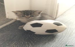 Domestic Shorthair cats for sale: Kittens for Sale - Image 12