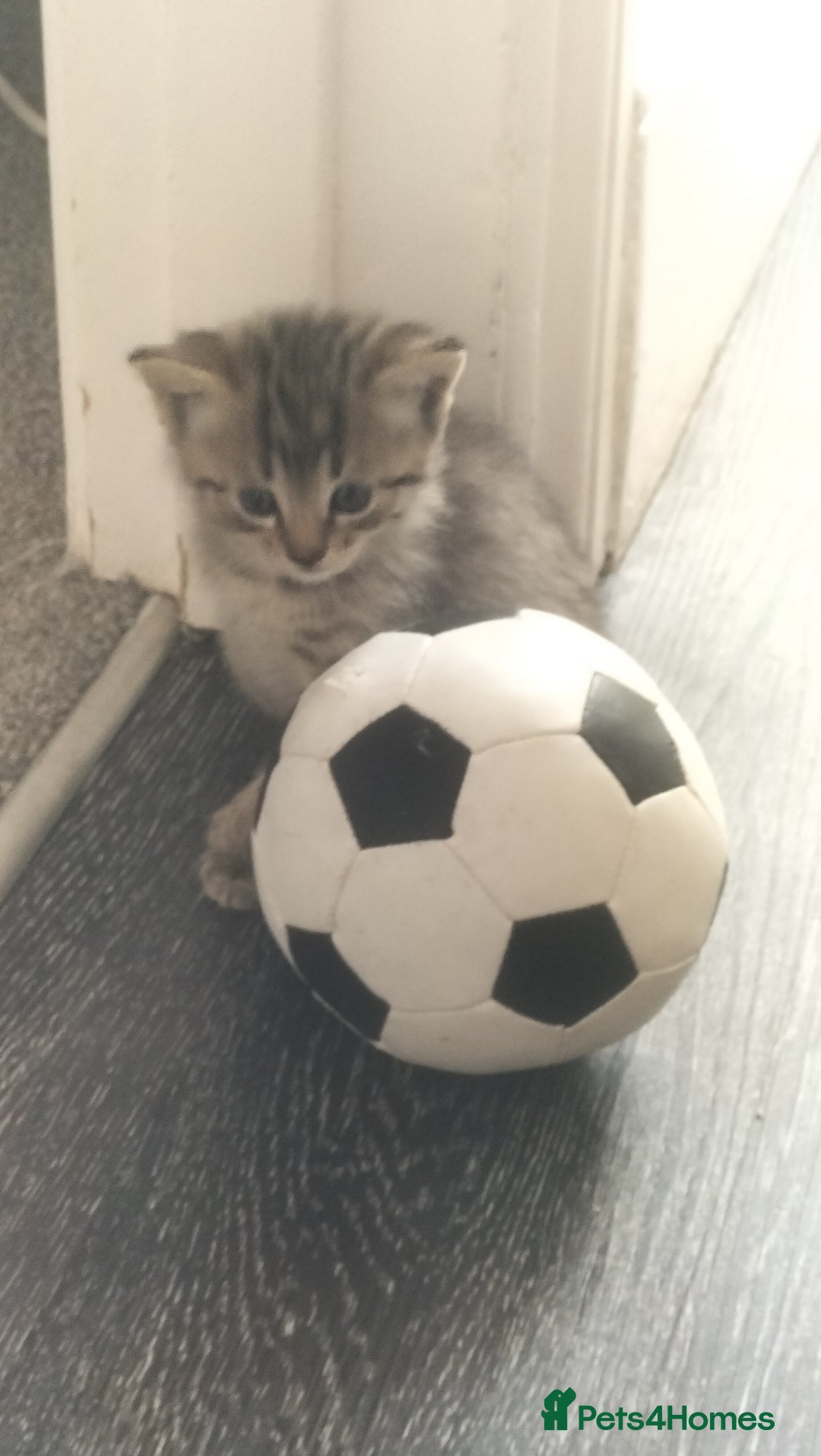 Domestic Shorthair cats for sale: Kittens for Sale - Image 12