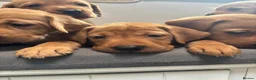 Labrador Retriever dogs for sale: 10 adorable fox red Labrador puppies  - Advert 7