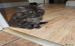 Mixed Breed cats for sale: British long hair cross Ragdoll  - Image 17