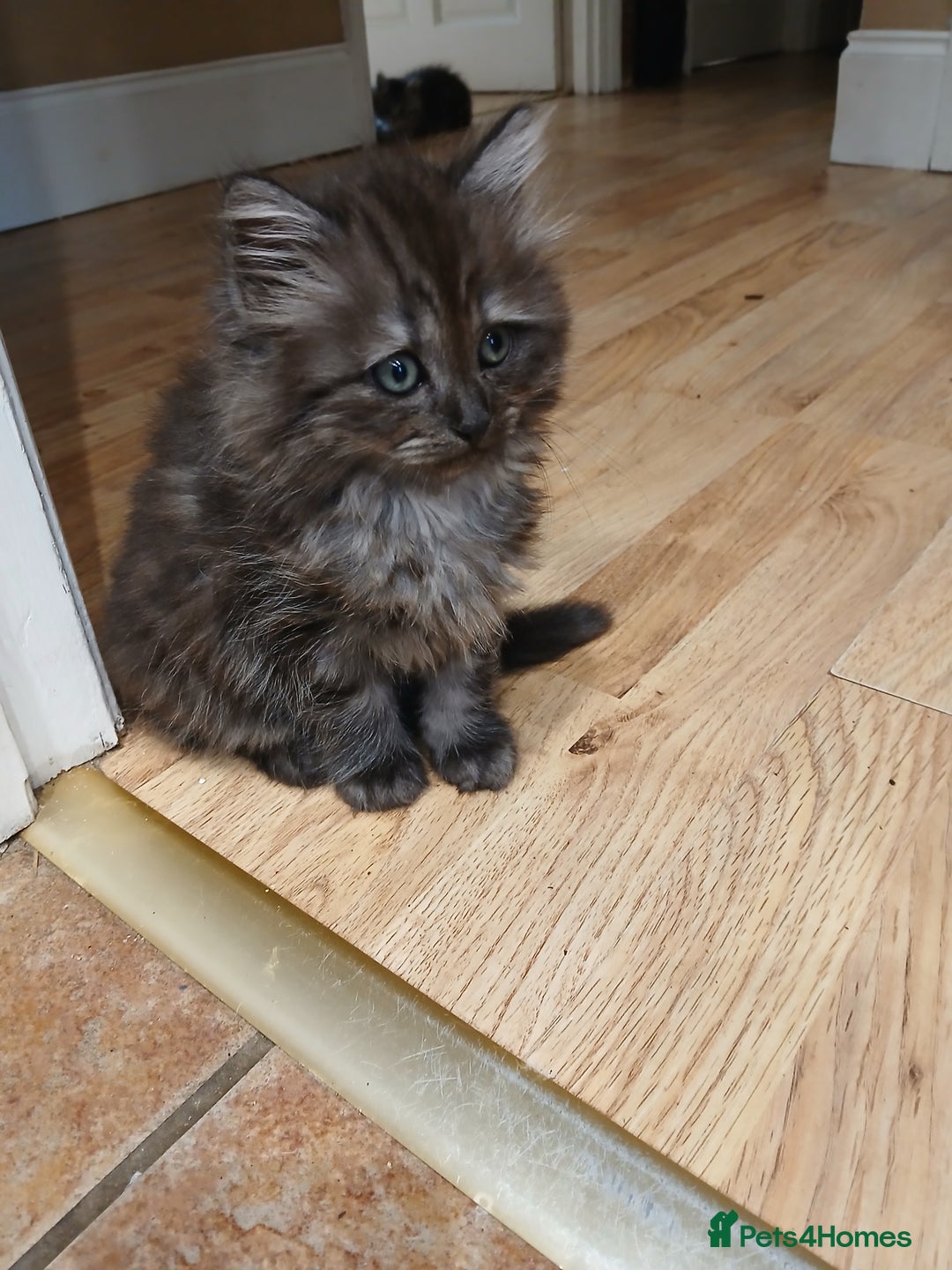 Mixed Breed cats for sale: British long hair cross Ragdoll  - Image 17