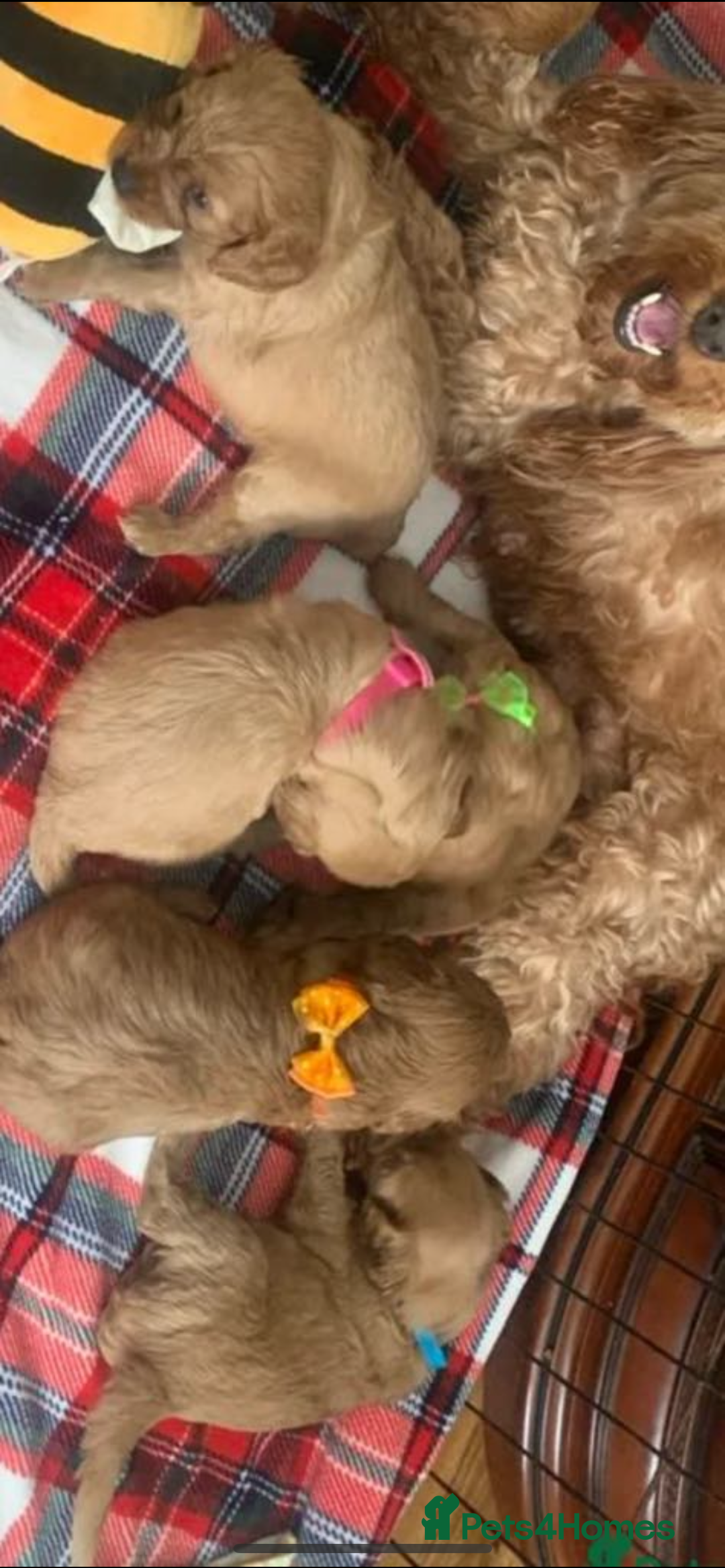 Cockapoo dogs for sale: Cockapoo F2 puppy - Image 7
