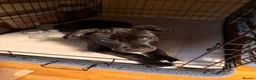 Staffordshire Bull Terrier dogs for sale: Beautiful black girl staffy for sale - Advert 2
