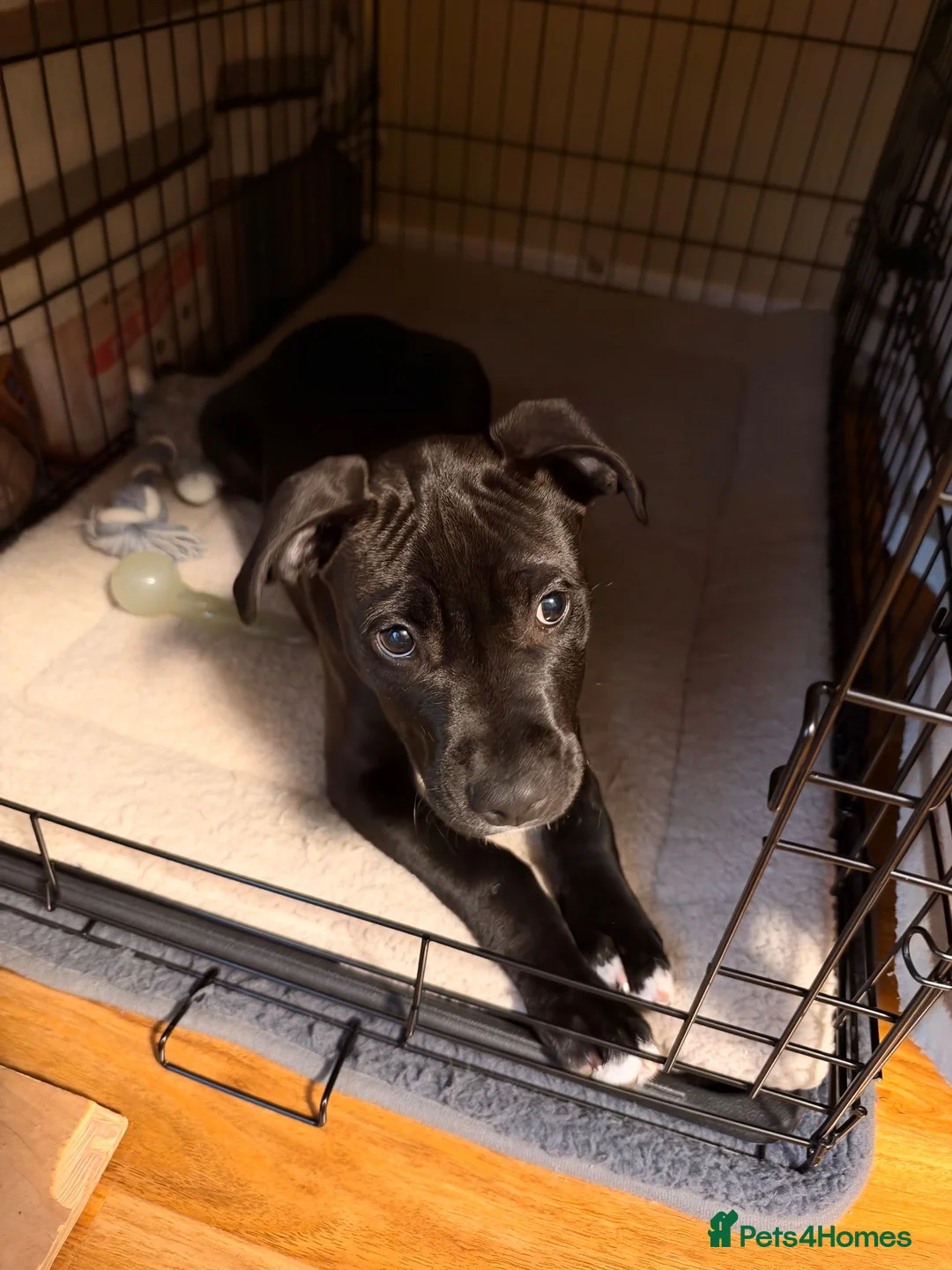 Staffordshire Bull Terrier dogs for sale: Beautiful black girl staffy for sale - Advert 2