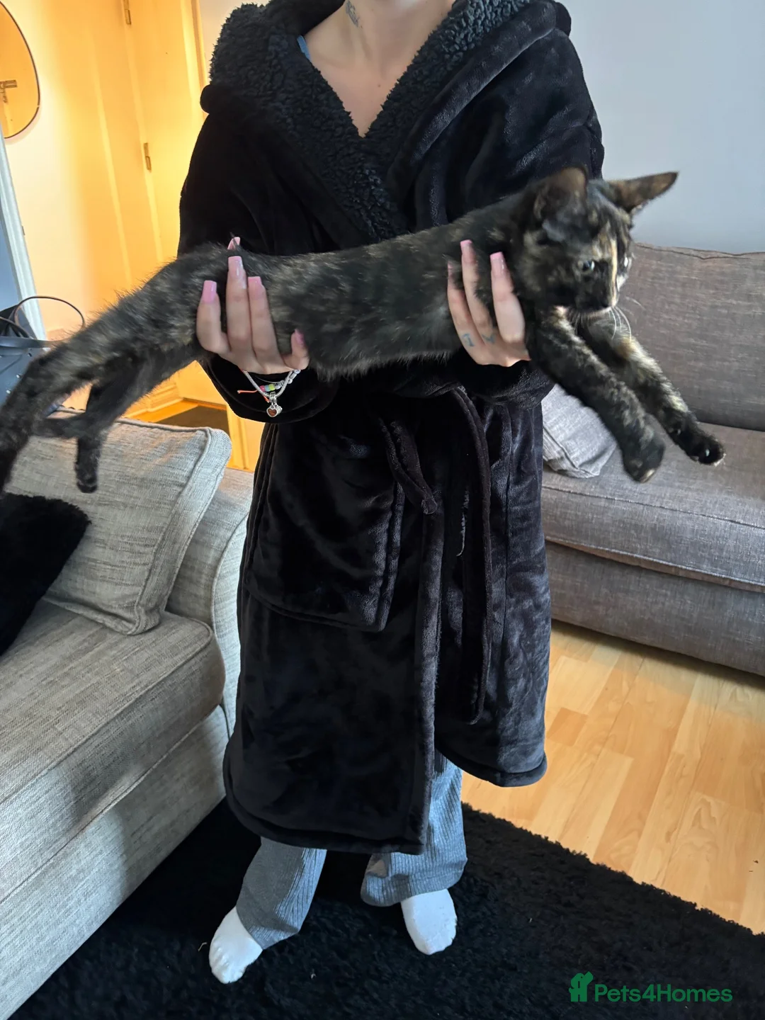 Sphynx cats for sale: Sphynx  cross female kitten 11wks  - Advert 2