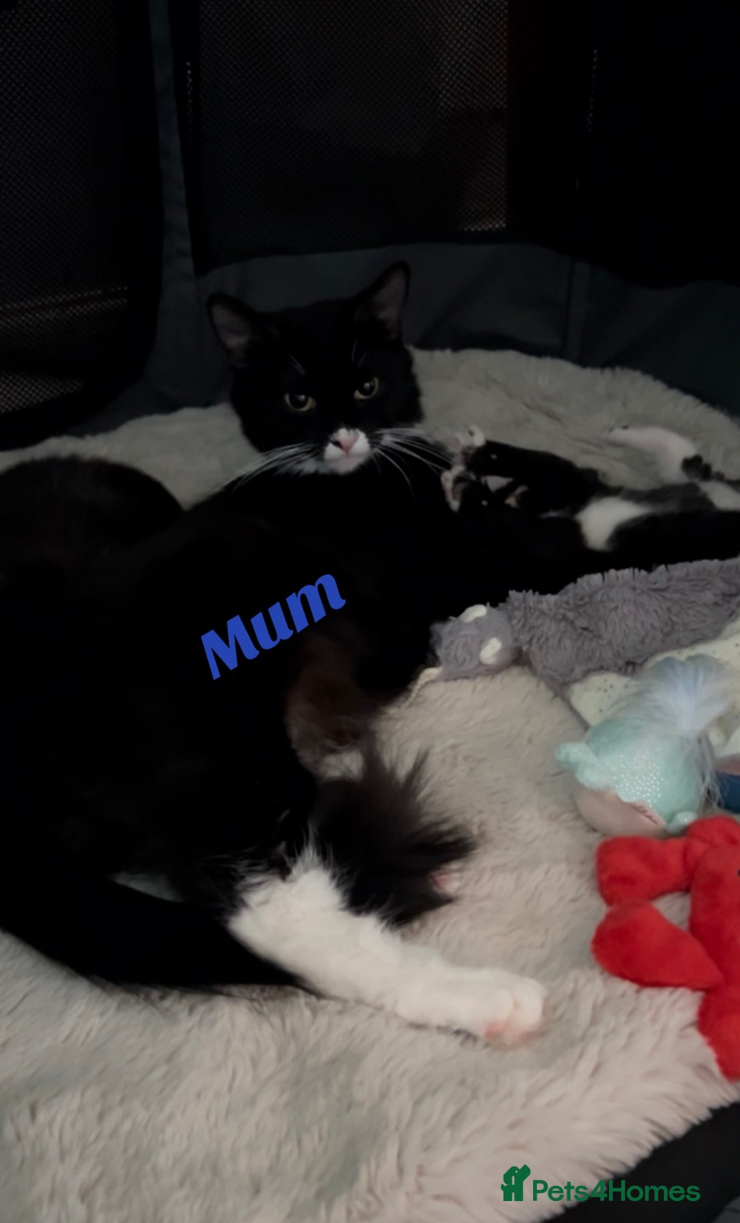 Ragdoll cats for sale: Ragdoll/British shorthair - Advert 6