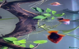 Corys fish for sale: 4 Corys and 3 platies + food - Advert 2